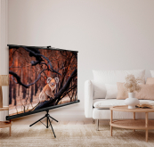 Экран Cactus TriExpert CS-PSTE-160x160-BK 160x160 см 1:1 напольный рулонный Экран Cactus TriExpert CS-PSTE-160x160-BK 160x160 см 1:1 напольный рулонный