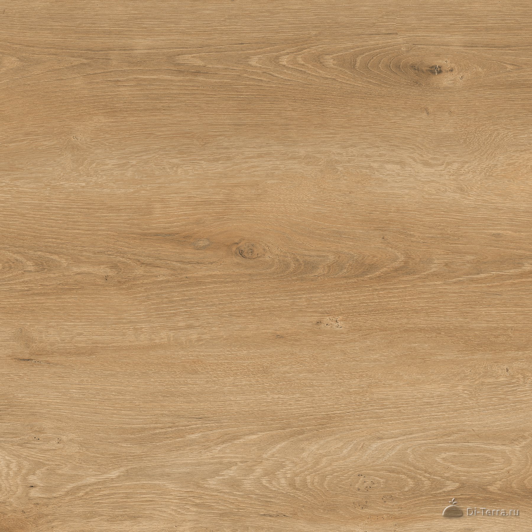 Oak Olive