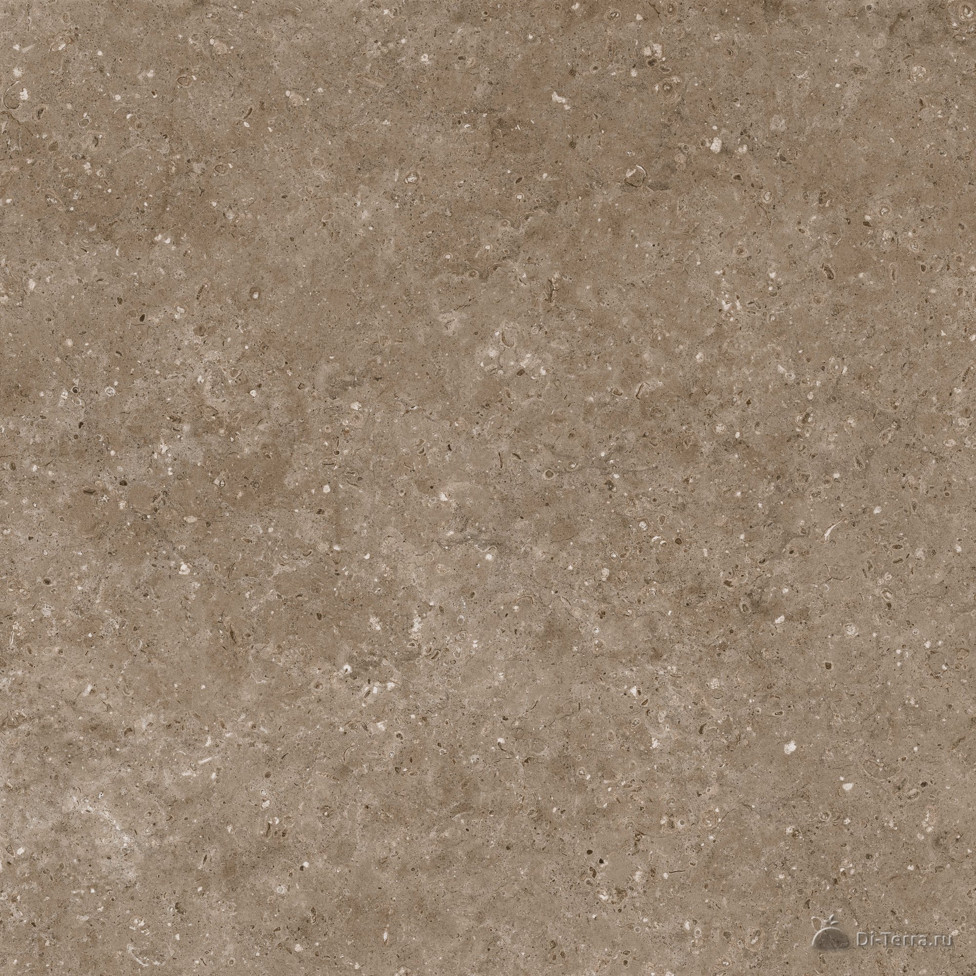 G214-arkaim Brown
