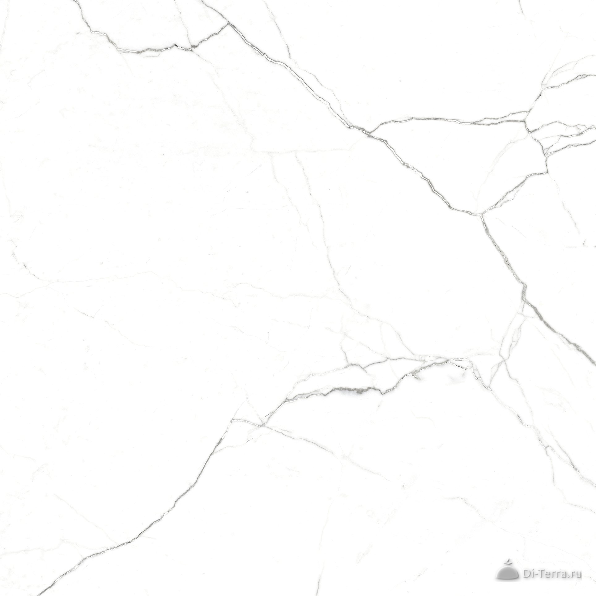 G391-neiva Elegant
