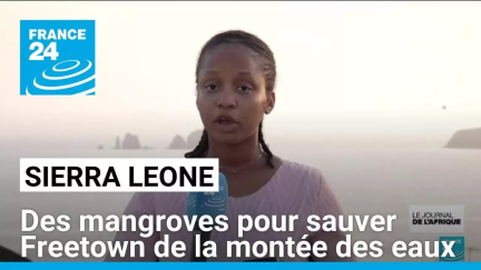 Sierra Leone : des mangroves pour sauver Freetown de la montée des eaux • FRANCE 24