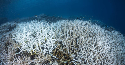 A la COP16, la protection des océans, longtemps reléguée au second plan, entre dans la lumière