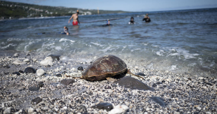 A la Réunion, les pêcheurs d’espadon formés aux premiers secours pour les tortues capturées accidentellement