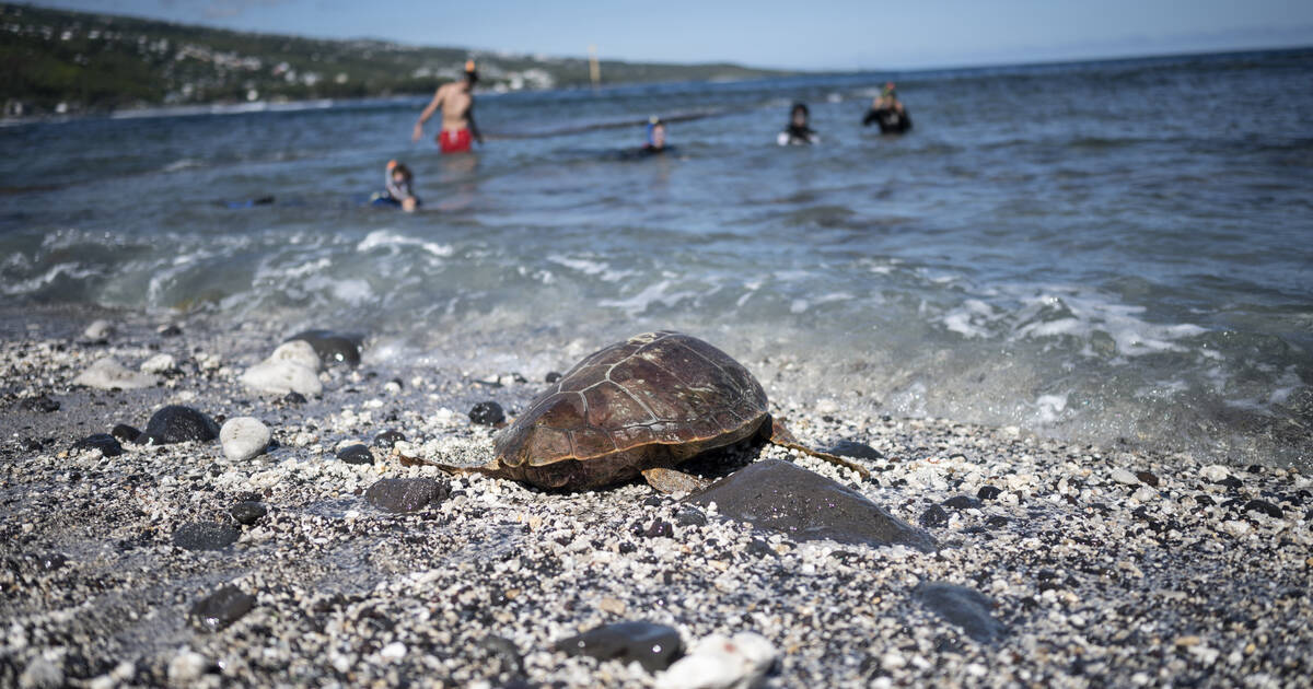 A la Réunion, les pêcheurs d’espadon formés aux premiers secours pour les tortues capturées accidentellement