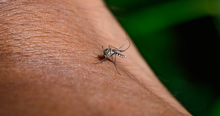 A la Réunion, une épidémie de chikungunya et un vaccin toujours pas remboursé