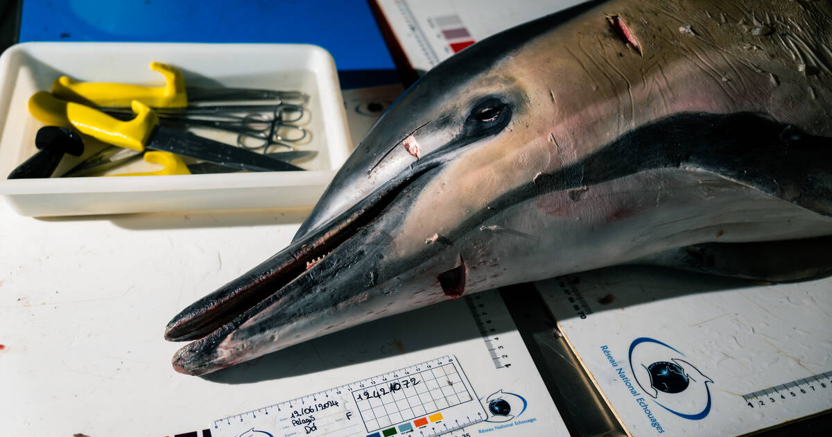 A La Rochelle, les scientifiques cherchent les coupables de l’hécatombe dans la chair des dauphins