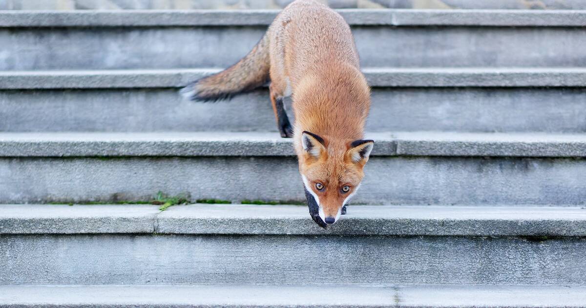 A Montier-en-Der, succès et renouveau de la photo animalière