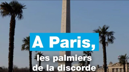 À Paris, ces 39 palmiers installés place de la Concorde divisent • FRANCE 24