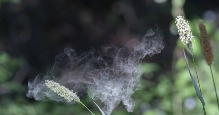 Allergies au pollen : des risques pour la santé au changement climatique, tout savoir sur l’alerte qui risque de s’étendre