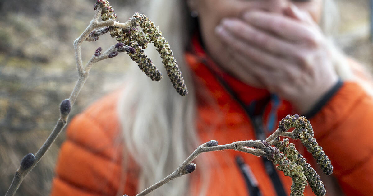 Allergies aux pollens : les trois quarts de la France désormais placés en alerte rouge