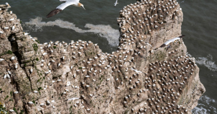 Après la collision de navires en mer du Nord, les fragiles oiseaux marins à la merci de la pollution