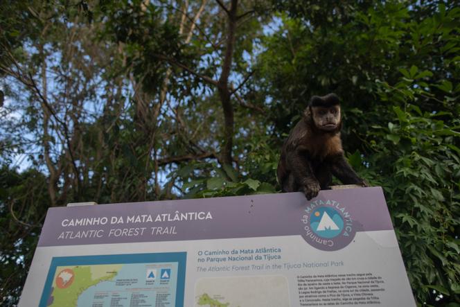 Au Brésil, la restauration de la « forêt atlantique » commence à porter ses fruits