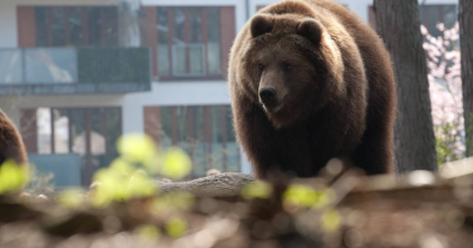 Au Japon, un ours ravage un supermarché avant d’être abattu