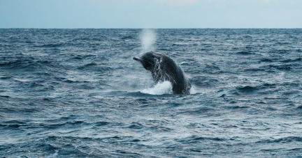 Au large de Toulon, plongée acoustique à la recherche des cachalots perdus de la Méditerranée