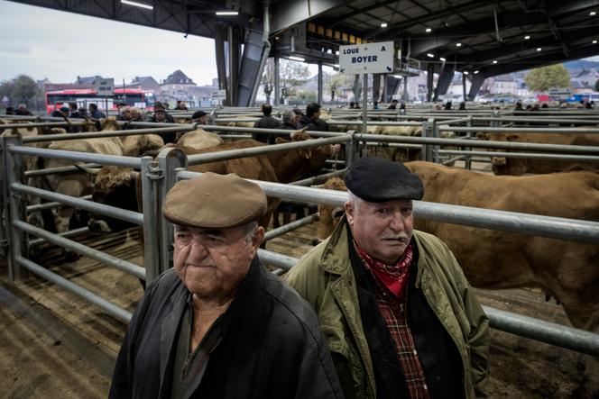 Au marché aux bestiaux de Laissac, l’inquiétude paysanne : « Le Mercosur, ce serait un cataclysme. Mais la catastrophe est annoncée depuis les années 1990 »