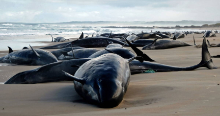 Australie : plus de 150 dauphins s’échouent en Tasmanie, les autorités euthanasient les survivants