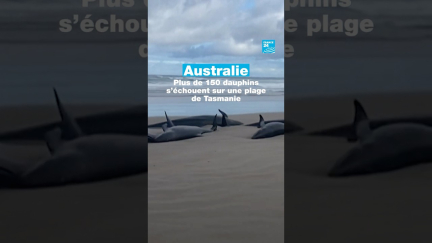 #Australie : plus de 150 #dauphins s'échouent sur une plage de Tasmanie • FRANCE 24