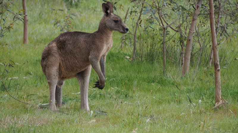 Australie: première fécondation in vitro de kangourous, un espoir pour d'autres espèces menacées