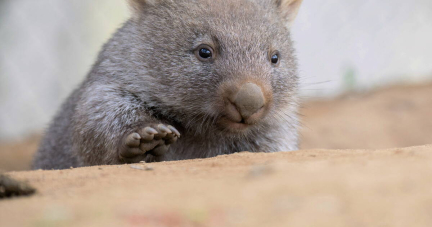 Australie : une influenceuse chasseuse américaine fuit le pays après avoir attrapé un bébé wombat