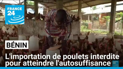 Bénin : l'importation de poulets interdite pour atteindre l'autosuffisance • FRANCE 24