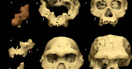 Bienvenue à «Pink», le visage le plus ancien de l’évolution humaine en Europe