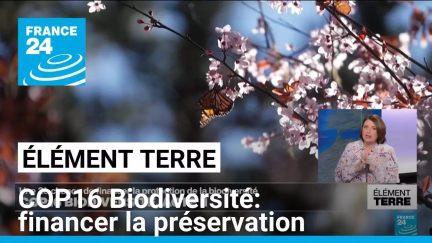 Biodiversité : session de rattrapage pour la COP 16 à Rome, 4 mois après l'échec de Cali