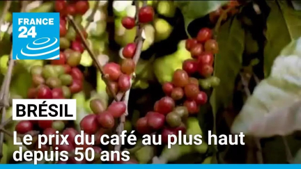 Brésil : le prix du café au plus haut depuis 50 ans, victime de la sécheresse • FRANCE 24