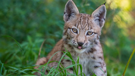 "C'est du délire": un chasseur abat trois lynx, croyant tuer des loups