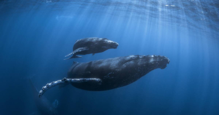 Chant des baleines à bosse : cétacés, humains, même refrain ?