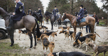 Chasse à courre en forêt d’Orléans : «Ils ont étalé le sang du cerf sur les vitres, nous ont insultés et menacés de viol»