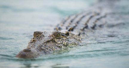 Chaud le crocodile !, par David Grémillet