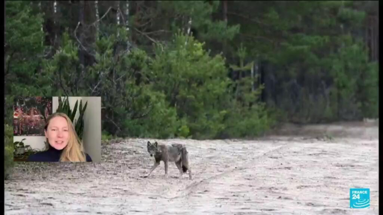 Chernobyl's mutant wolves: A case study of adaptation and cancer resistance