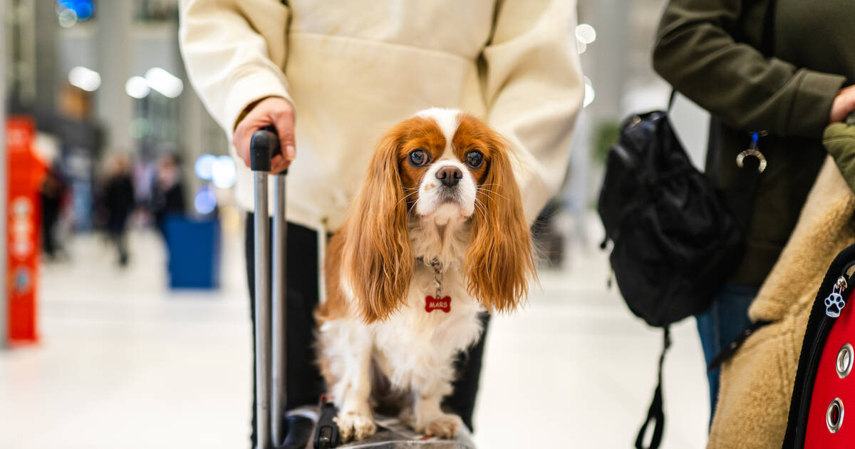 Chien perdu à l’aéroport de Roissy : quatre questions autour du transport des animaux de compagnie par avion