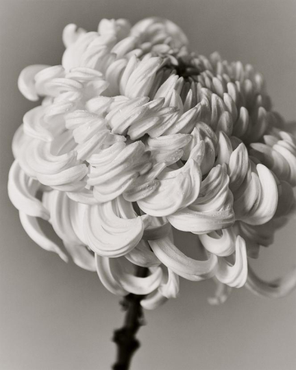 Chrysanthème, symbole impérial