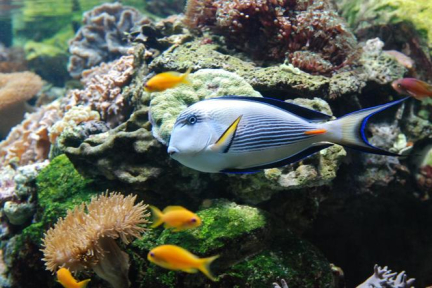 Cinq sorties familiales pour voir des poissons, des sirènes et des pirates, à Paris et en banlieue