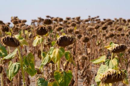 Climat : 2024 sera bien la première année au-dessus du seuil de 1,5 °C de réchauffement par rapport à l’ère préindustrielle