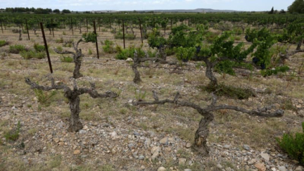 Climat: l'année 2024 va être la plus chaude jamais mesurée, le seuil de +1,5°C de réchauffement dépassé