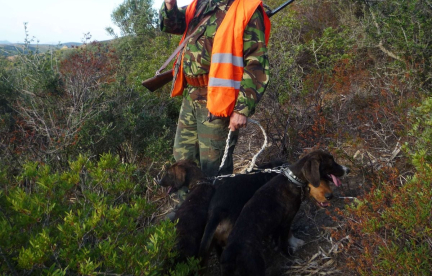 « Comme s’ils voulaient s’arracher la tête »… Quelle est cette maladie qui tue horriblement les chiens ?