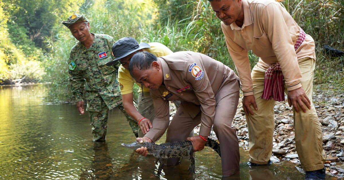 Comment le Cambodge a réussi la réintroduction d’une espèce de crocodiles menacée