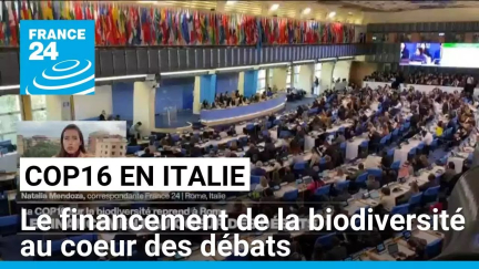 COP16 en Italie : le financement de la biodiversité au coeur des débats • FRANCE 24