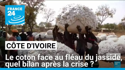 Côte d'Ivoire : le coton face au fléau du jasside, quel bilan après la crise ? • FRANCE 24