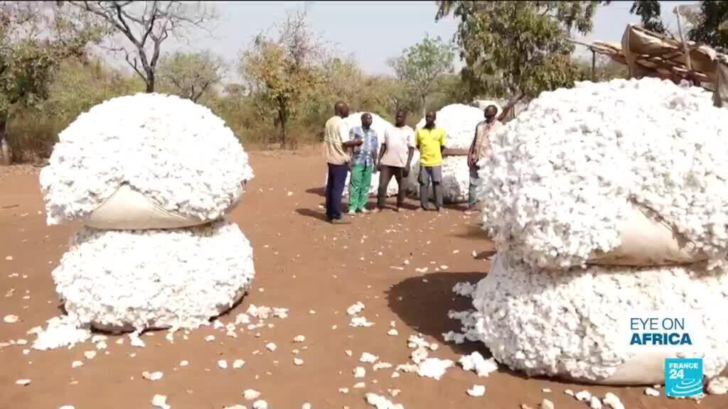 Cotton pest: Combatting jassid to save industry