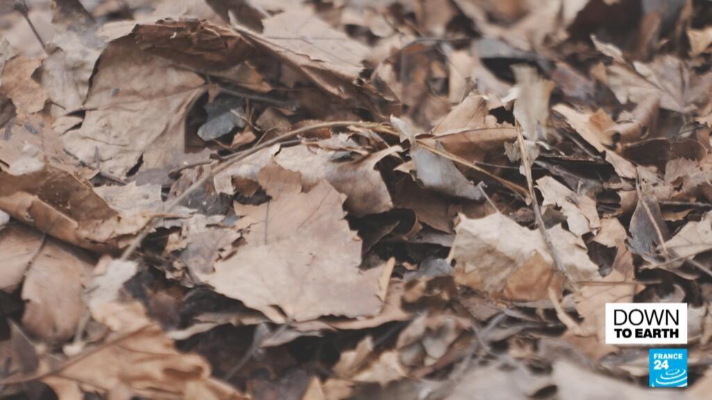 Could dead leaves turn into green gold?