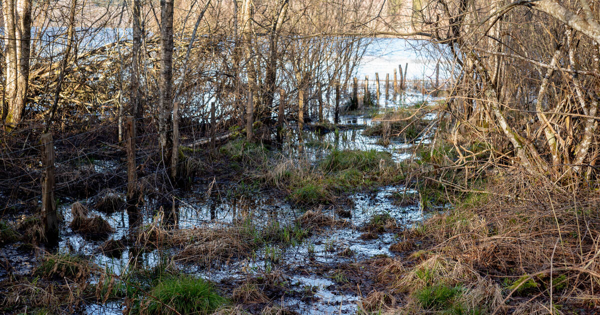 Coup de mou passager ou effondrement ? Pourquoi les forêts et les sols captent beaucoup moins de CO2