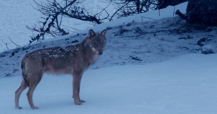 Dans les Alpes, les départements veulent abattre plus de 300 loups cette année