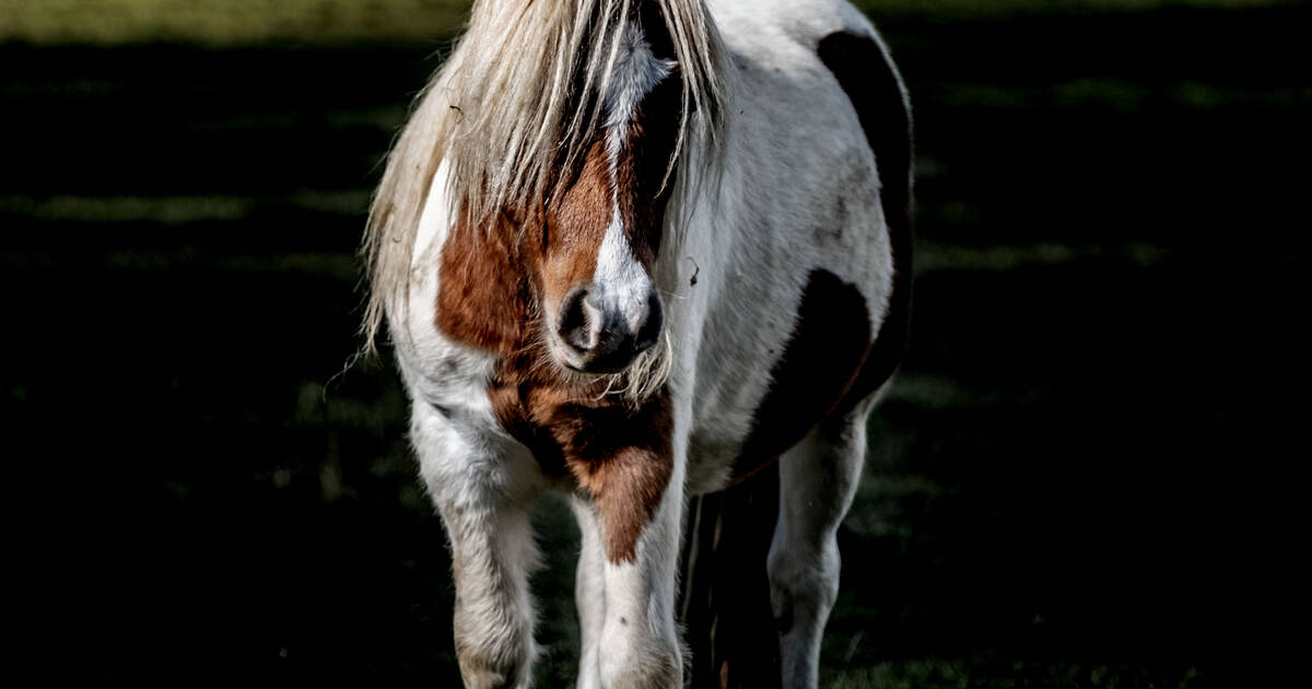 Dans un refuge du Jura pour chevaux maltraités : «Les gens n’ont plus conscience de ce qu’est un animal»