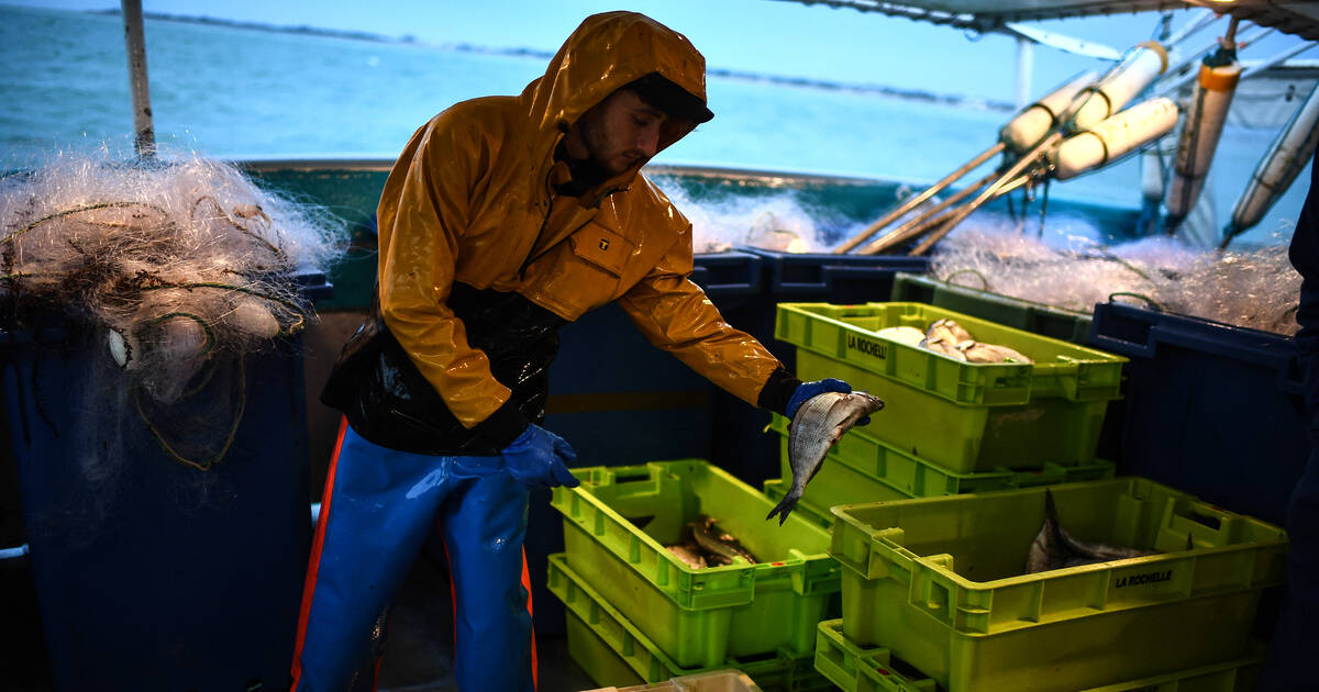 Dauphins dans le golfe de Gascogne : les pêcheurs au filet ont repris ce vendredi leur activité après un mois d’arrêt