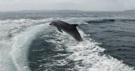 Dauphins : «On ne peut pas laisser des échouages aussi catastrophiques se produire sans rien faire»