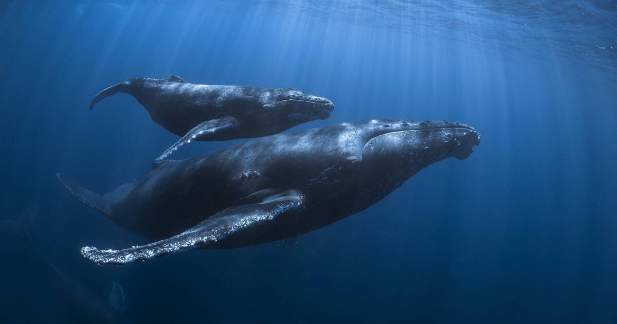 De la Colombie à Zanzibar, une baleine à bosse bat le record de la plus grande distance parcourue