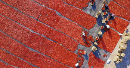 De la sauce tomate entachée par le travail forcé des Ouïghours jusque dans les supermarchés européens